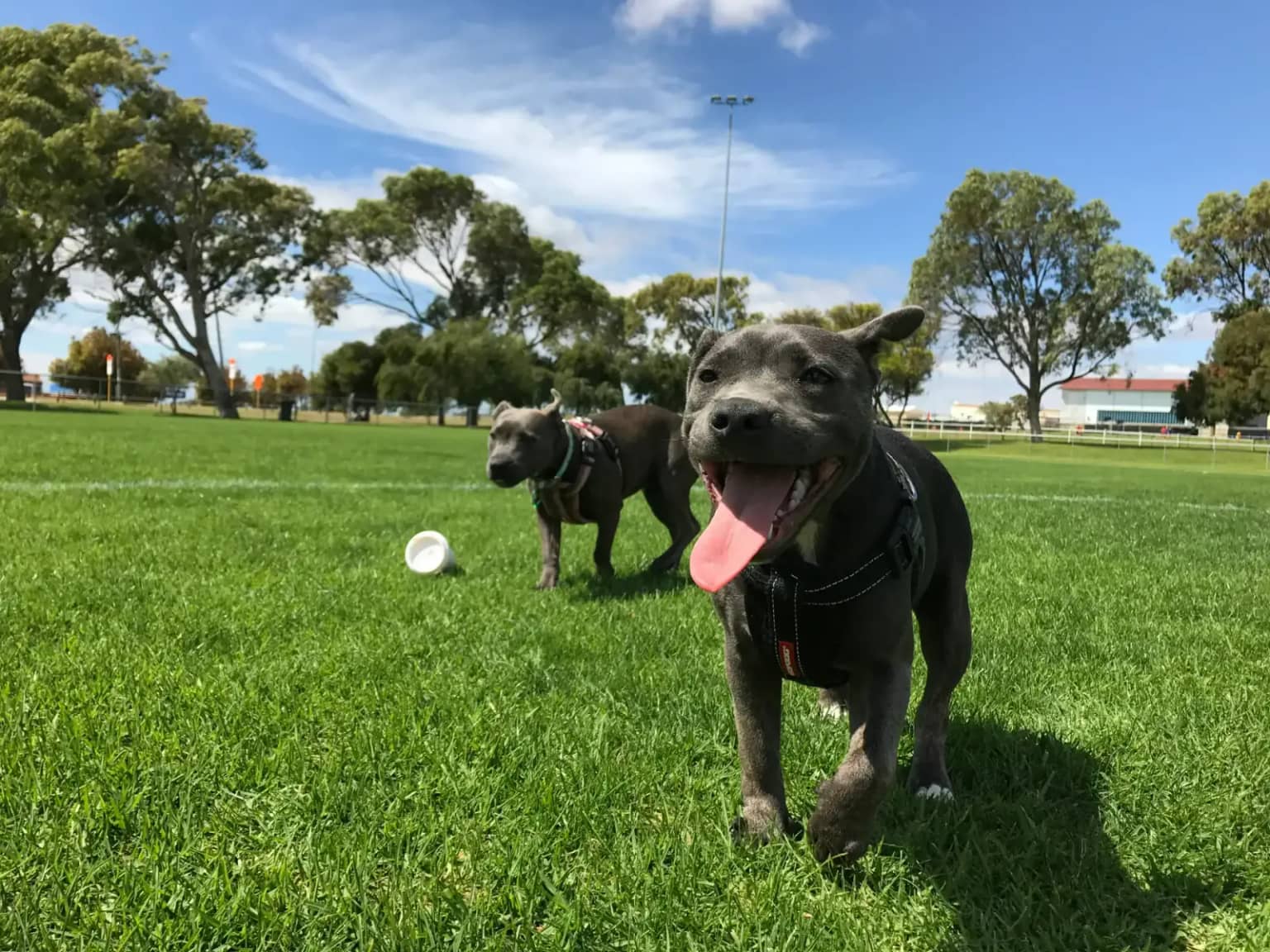Happy dog in a clean yard for Doggy Scoop gift service