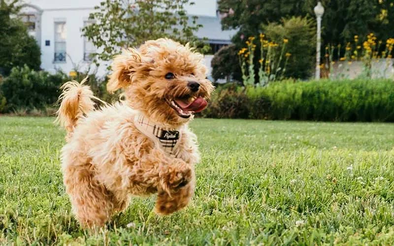 Why Dog Poop Is More Than Just Gross: The Hidden Dangers in Virginia Beach Yards