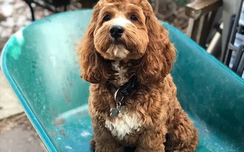 The Environmental Impact of Dog Waste: A Local Perspective