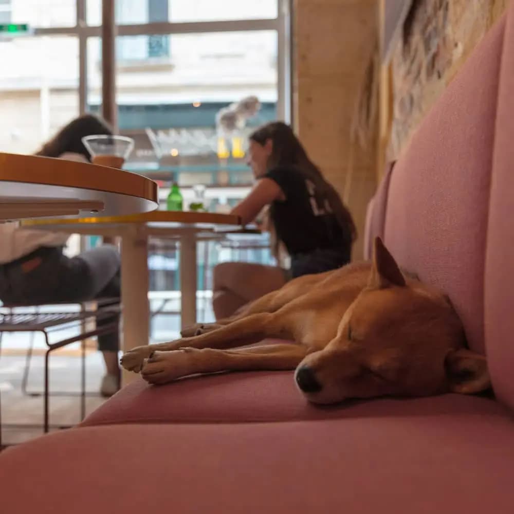 Dog relaxing near an outdoor restaurant patio